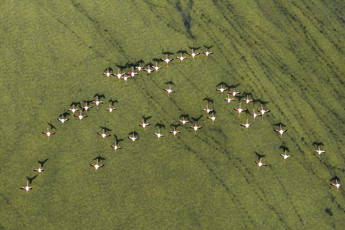 Konya’da kuruyan göl yeniden canlandı, flamingolar geri döndü 5